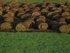 Foto de Pasto / cesped en rollo otro rollo m2-Viveros cesped pasto en