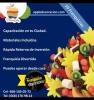 Foto de Arreglos frutales xalapa apple